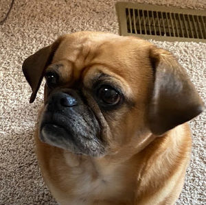 Meet your Posher, Allister